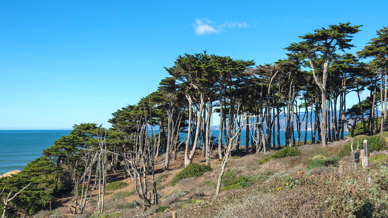 Cypress trees line the shoreline at Lands End in San Francisco.