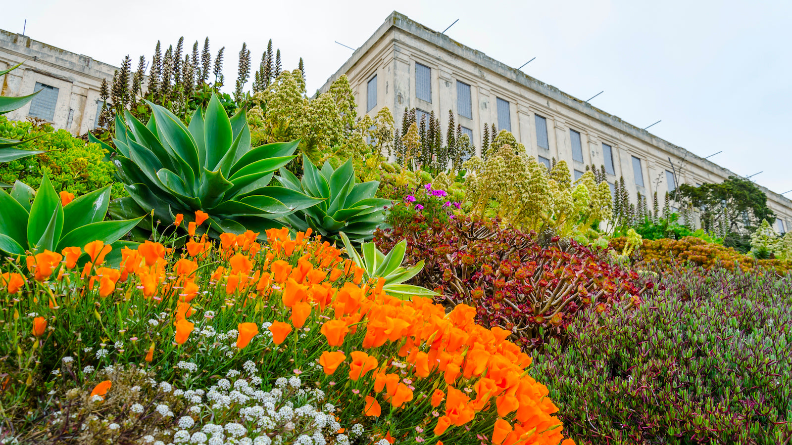 Image of blooming plants in historic Officers Row gardens on Alcatraz Island.