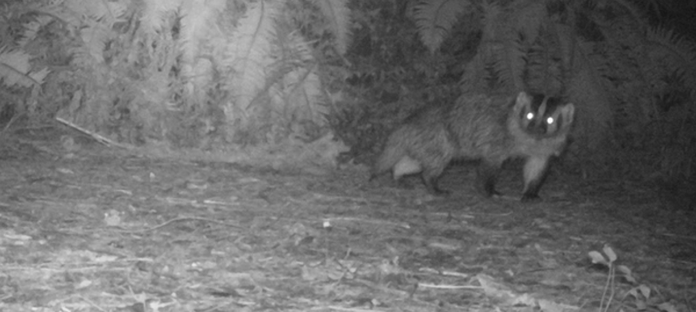 Bobcat captured by wildlife cameras One Tam Marin Wildlife
