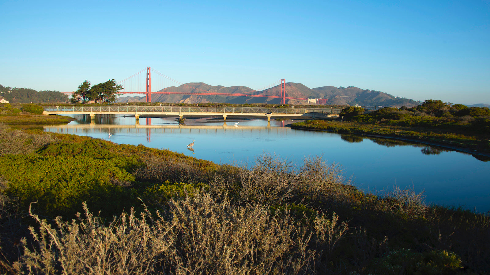 A view of Crissy Field Marsh, an egret stands in the water, with the Golden Gate Bridge in the background