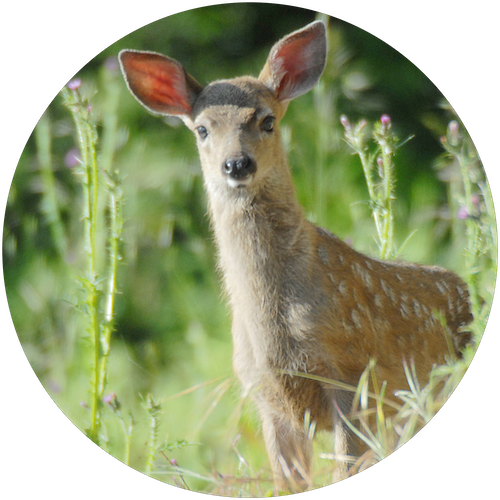 A spotted young deer stands in a meadow of purple thistle flowers, looking curiously at the camera, Golden Gate National Parks Conservancy, credit JWe