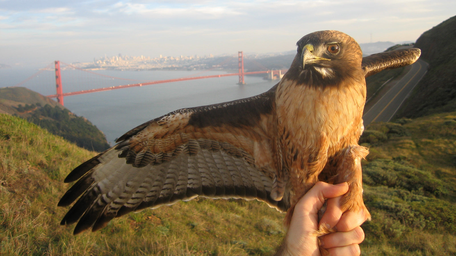 Raptor being banded at the Marin Headlands, with a dramatic view of San Francisco and the Golden Gate Bridge in the background.