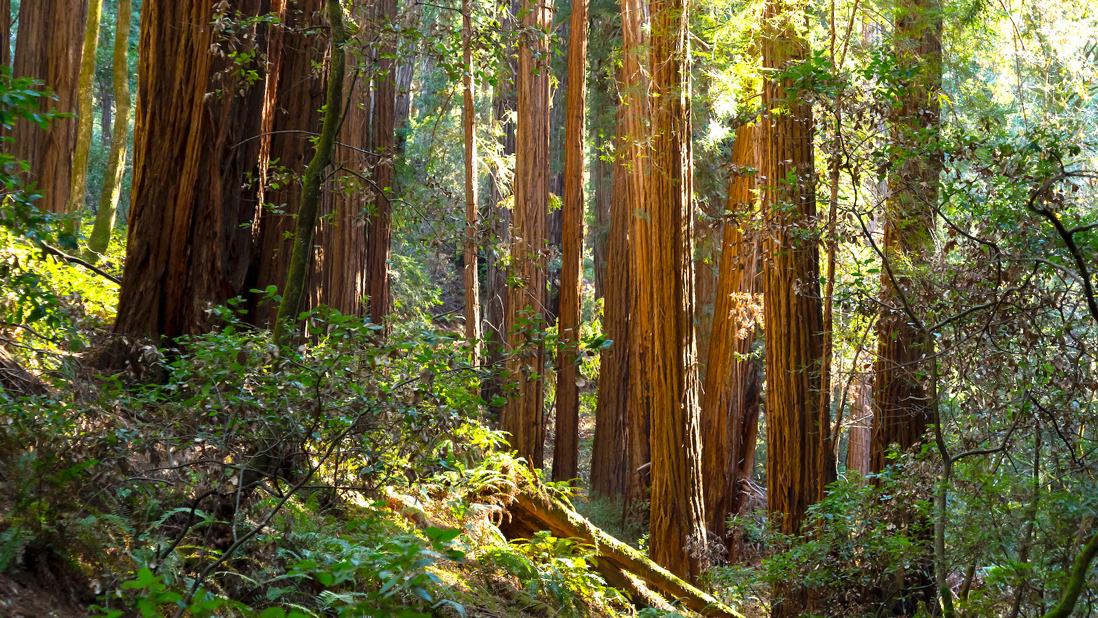 A scenic view of redwood trees at Muir Woods National Monument, with sunlight filtering through the trees.
