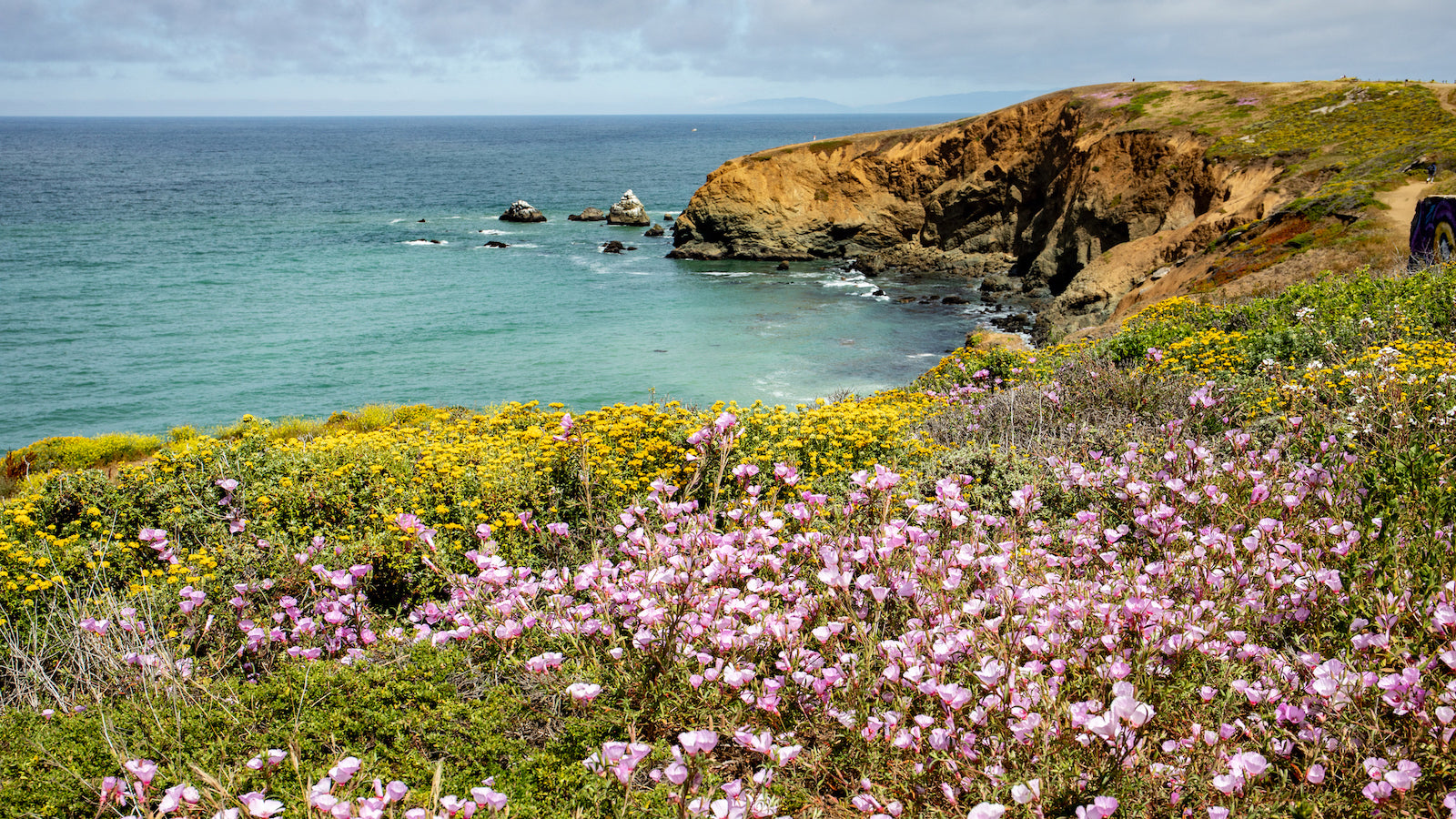 A field of flowers at Mori Point