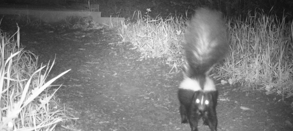Striped skunk captured by wildlife cameras One Tam Marin Wildlife