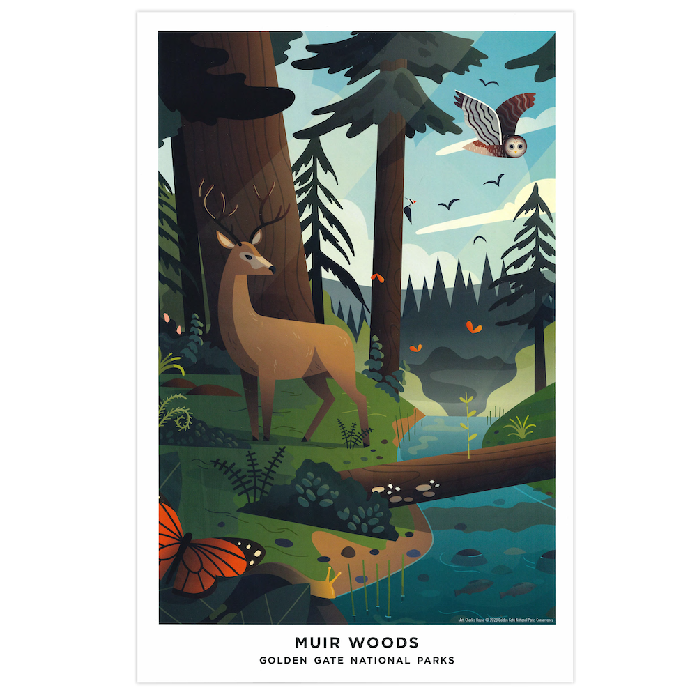 11x17 Print - Muir Woods